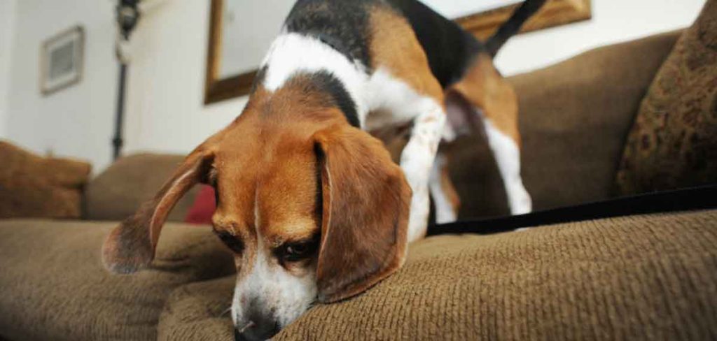 tus mascotas libres de chinches