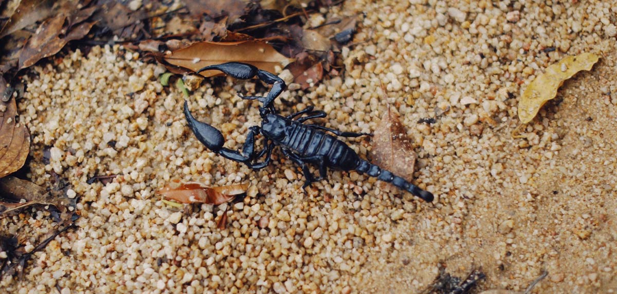 Vida de los escorpiones: ¿cuánto tiempo pueden vivir?