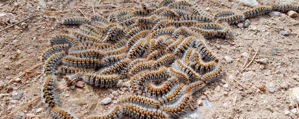 La procesionaria del pino (Thaumetopoea pityocampa) es una plaga forestal que puede afectar gravemente a los bosques de pino