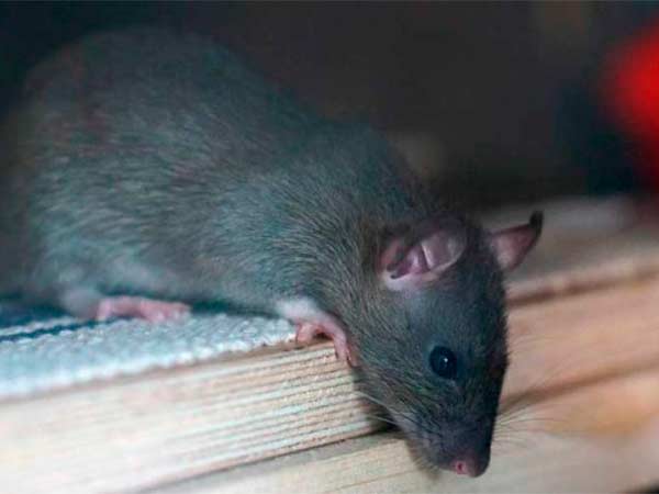 Cómo eliminar los ratones para siempre
