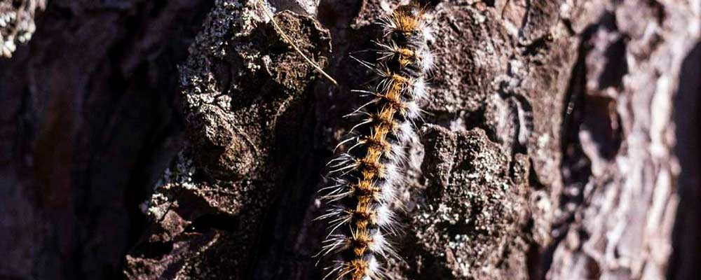 una plaga peligrosa para los humanos y las mascotas